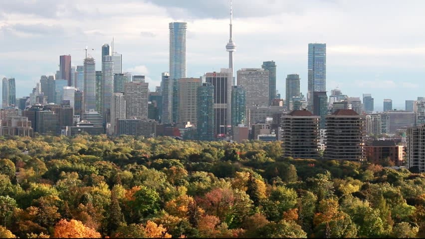 Trees Bylaws in the City
